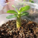 2 Rose Orange Adenium Desert Rose Seeds