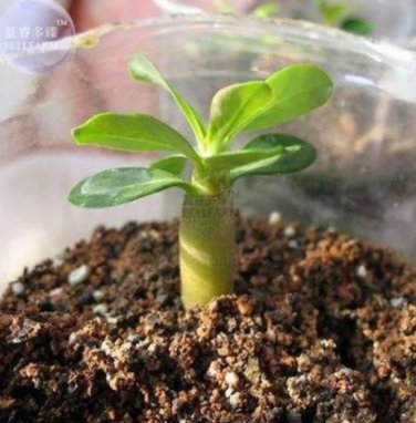 2 Rose Orange Adenium Desert Rose Seeds