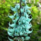 10 Rare Endangered Jade Vine Seeds 'Strongylodon Macrobotrys' Flower Bonsai Fragrant Perennial Blue