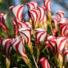1000 Rare Oxalis Versicolor Flower Seeds