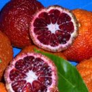30 Rare Red Lemon Tree Seeds