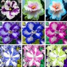 100 Rare African Violet Seeds