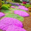 100 Creeping Thyme Bonsai or Blue Rock CRESS Garden Seeds
