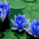 1 Blue Nelumbo Nucifera China Beautiful Lotus Pad Flower Pond Lotus Seeds