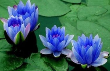1 Blue Nelumbo Nucifera China Beautiful Lotus Pad Flower Pond Lotus Seeds