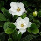 20 Jasminiodes White Shrub Flower Seeds