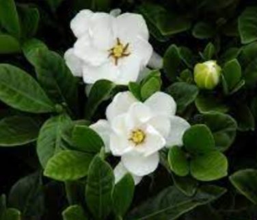 20 Jasminiodes White Shrub Flower Seeds