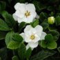 20 Jasminiodes White Shrub Flower Seeds