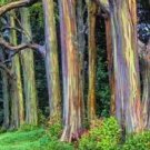 50 Hawaii Rainbow Eucalyptus Tree Seeds