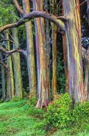 50 Hawaii Rainbow Eucalyptus Tree Seeds