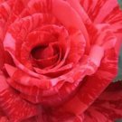 50 Rare Rose Perennial Flowers Seeds