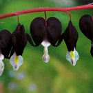 100 Dicentra Spectabilis Seeds Rare Orchid Bleeding Heart Garden Plants Seeds