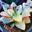 5 Haworthia Hybrid Pink Black Lovely Bonsai Home Garden Succulent Seeds