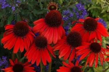 100 Rare Echinacea 'Firebird' Dark Red Coneflower Seeds