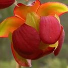 10 Sarracenia Purpurea Seeds