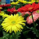 100 Gerbera Daisy Hybrids Mix Flower seeds