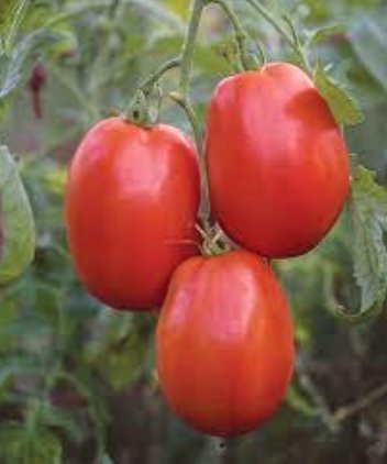 100 Tomato SuperSauce Hybrid Seeds
