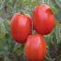100 Tomato SuperSauce Hybrid Seeds