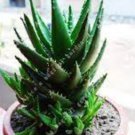 100 China Aloe Vera Succulent Plant Rare Herbs Tree Mini Flower Seeds