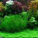 1000 Aquarium Grass Seeds Water Aquatic Plant Seeds
