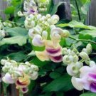 50 Rare Silla Beautiful Green Snail Flower Vine Seeds