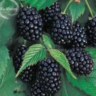50 Natural DarK Black Mulberry Seeds