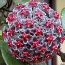 100 Hoya Flower Flores Rare Perennial Plant Hoya Carnosa Seeds