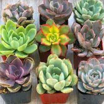 200 Echeveria Green Red Pink Yellow Colorful Succulent Plants Seeds