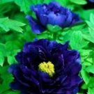 5 Rare 'Luo Yang' Dark Blue Tree Peony Flower Bonsai Seeds