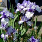 20 Rare Heirloom Iris Tectorum Perennial Flower Seeds, Professional Pack