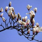 10 Chinese Red Yellow Pink White Yulan Magnolia denudata Fragrant Lilytree Seeds