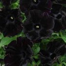 200 Petunia Black 'Velvet' Bonsai Annnual Flowers Seeds