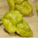 50  Pepper X seeds