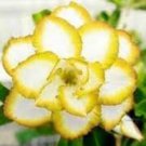 2 'Chizi' Adenium  Seeds Whitish Transparant Double Flowers with Yellow Stripes Desert Rose
