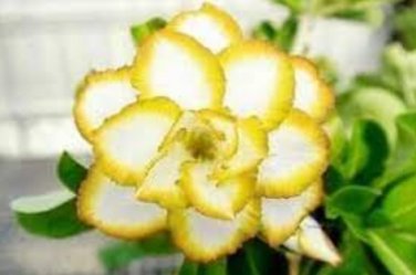 2 'Chizi' Adenium  Seeds Whitish Transparant Double Flowers with Yellow Stripes Desert Rose