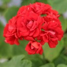 10 Diemierii Schafferi Zonal Geranium Red Pelargonium Flower Seeds