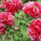 1000 Peony Sorbet Robust Cream White Yellow Double Flowers Seeds