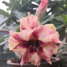 50 Desert Rose Golden Blood Red Double Petals with Red Stripe Flower Seeds