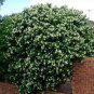 20 True Orange Jasmine Shrub with Fragrant White Flower Seeds