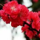 30 Winter Sweet Prunus Mume Tree Red Plum Blossom La Mei Seeds
