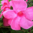 120 Mandevilla potted balcony DIY home garden planting flowers Beautiful Flower Seeds