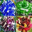 1 Rrue Amaryllis floresling Bonsai Flower Plant Seeds