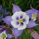 50 Rare Aquilegia Blue Columbine Perennial Flower Seeds
