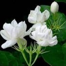 20 Jasmine seeds indoor plants perennial flower seeds