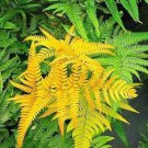 100 Rare Creeper Vines Grass Seed Mixed Rainbow Foliage Plants Seeds