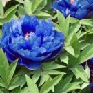 5 Dark Blue Tree Peony Flower Seeds Rere Plants Seeds