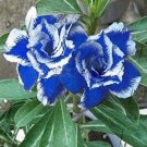100 Desert Rose Adenium Seeds Sky Blue Double Petals with White Edge Flowers Seeds