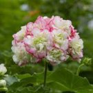 10 Geranium Appleblossom Rosebud Zonal Seeds