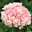 20 Rare Geranium Bonsai Apple Blossom Rosebud Pelargonium Hortorum Seeds