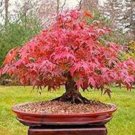 20 Office Decor Japanese Red Maple Hybrid Bonsai Seeds